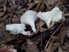 Cuphophyllus angustifolius