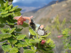 Clinopodium pulchellum