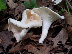 Cuphophyllus angustifolius