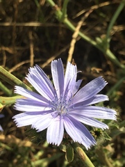 Cichorium pumilum