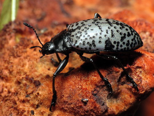 Blue Fungus Beetle