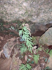 Selaginella moellendorffii