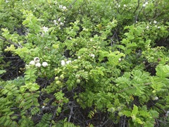 Osteomeles anthyllidifolia
