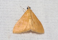 Pyrausta aurea