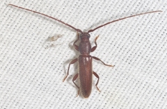 Geropa concolor