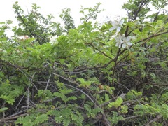 Osteomeles anthyllidifolia