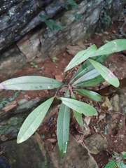 Myrsine seguinii