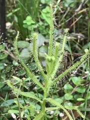 Drosera finlaysoniana