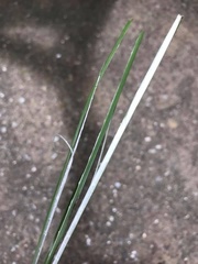 Cyperus malaccensis malaccensis