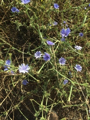 Cichorium pumilum