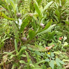 Sphaeranthus amaranthoides