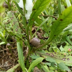 Sphaeranthus amaranthoides
