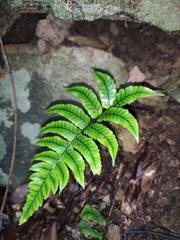 Anisocampium sheareri