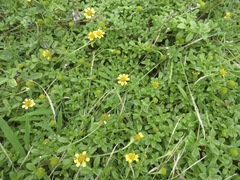 Lipochaeta integrifolia