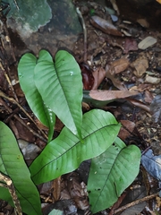 Neocheiropteris ovata