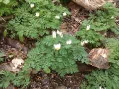 Dicentra cucullaria