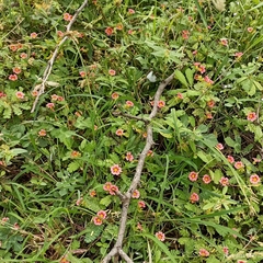 Biophytum poterioides