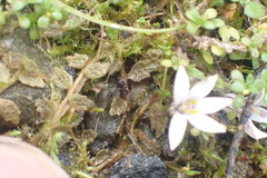 Lobelia perpusilla