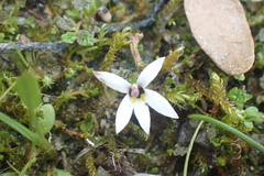 Lobelia perpusilla