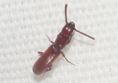 Taphroscelidia linearis