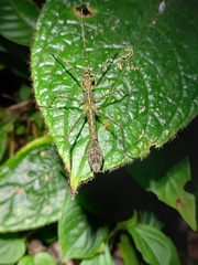 Parobrimus horridus