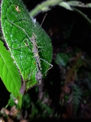 Parobrimus horridus