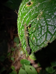 Parobrimus horridus