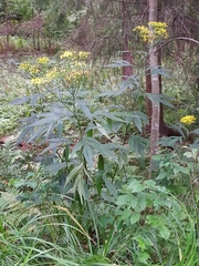 Jacobaea cannabifolia