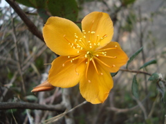 Mentzelia scabra chilensis