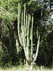 Cereus stenogonus
