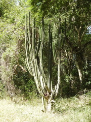 Cereus stenogonus