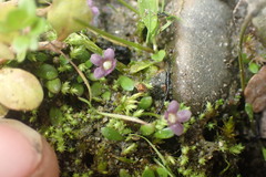 Glossostigma
