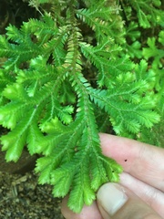 Selaginella kraussiana