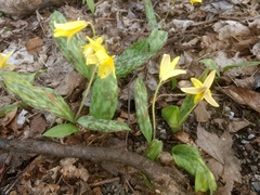 Erythronium americanum