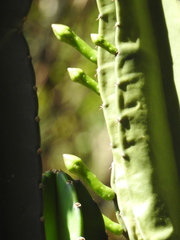 Cereus stenogonus