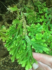 Selaginella kraussiana