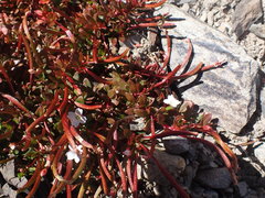 Epilobium tasmanicum