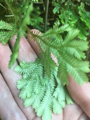 Selaginella kraussiana