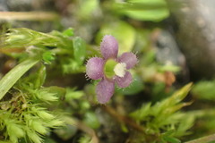 Glossostigma