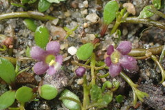 Glossostigma