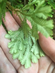 Selaginella kraussiana