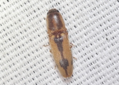 Polypria cruxrufa