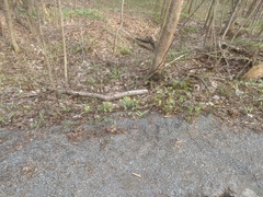 Erythronium americanum