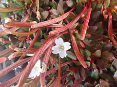 Epilobium tasmanicum