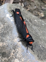 Huechys sanguinea