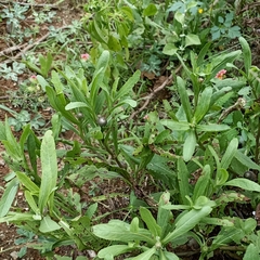 Sphaeranthus amaranthoides