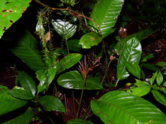 Monotagma contractum