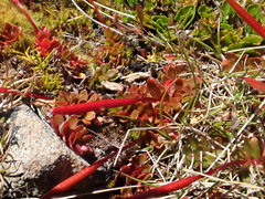 Epilobium tasmanicum