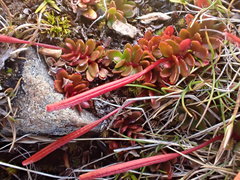 Epilobium tasmanicum