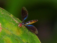 Ocyptamus dimidiatus